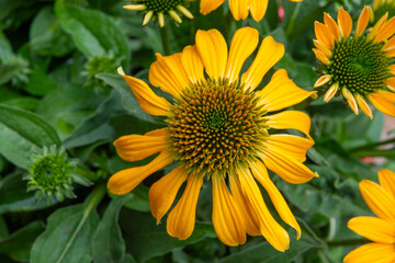 Blossom of echinacea purpurea magnus or coneflower in garden in summer