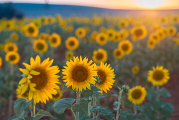 Obraz premium sunflowers in the field of sunflowers, Sunflowers at sunset. 