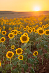 Fototapeta premium Endless sunflower field landscape extending to the horizon at sunset