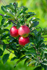Obraz premium Harvesting time in fruit region of Netherlands, Betuwe, Gelderland, plantation of apple fruit trees in september, elstar, jonagold, ripe apples