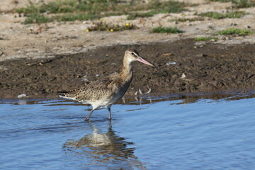 Long beaked wading bird close up
