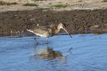 Long beaked wading bird close up