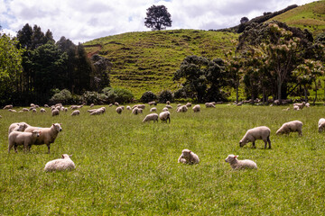 sheeps in rural area with hill and trees