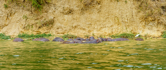 Hippos in Kazinga Channel. Uganda  - 648106454
