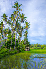 Rice paddy with Coconut trees and a hut in Siquijor Philippines.