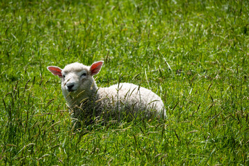 lamb lies in gras in New Zealand