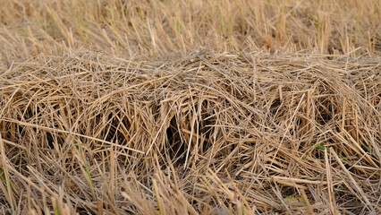 A pile of dry hay in the rice field