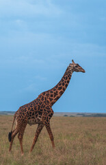African GIraffe from the savannah of masaimara, kenya