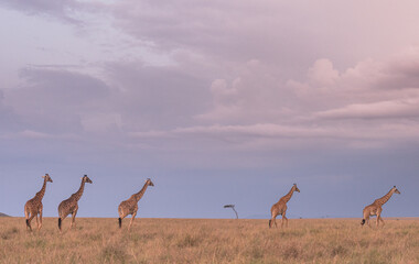 African GIraffe from the savannah of masaimara, kenya