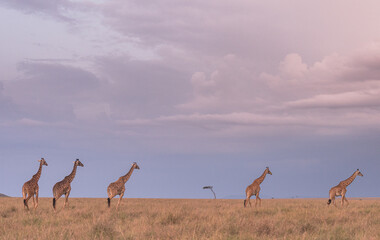 African GIraffe from the savannah of masaimara, kenya