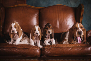 Basset puppies on a brown leather sofa in an expensive wooden office. Basset in a stylish interior...