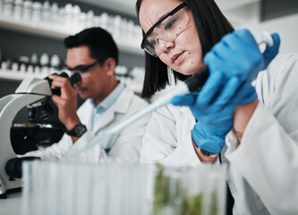 Science, research and woman with pipette in test tube at biotech laboratory, leaf solution or medical innovation. Healthcare, lab analytics and medicine, scientist team in pharmaceutical plants study