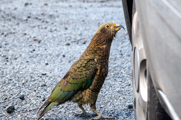 Kea looks at car tire, ready to damage it