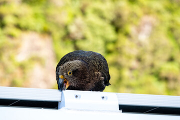 Kea damages car roof with its beak in New Zealand