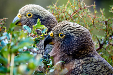 A Kea couple hides in the bush