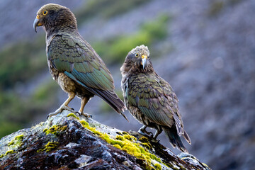 A Kea couple stands on a rock, New Zealand