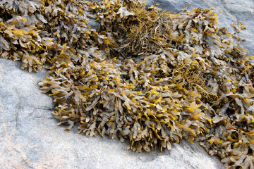 Brown algae fucus on a stone close-up