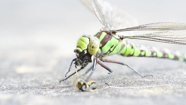 close up of dragonfly eating a wasp