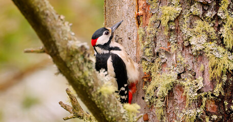 Great spotted woodpecker bird on a tree looking for food. Great spotted woodpecker (Dendrocopos...