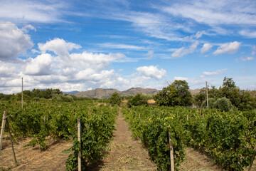 Fototapeta na wymiar Vineyard on a summer day in Sicily with blue skies and hills in the background