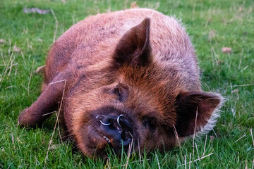 pig sleeps in gras