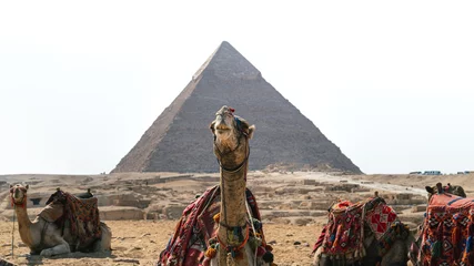 Foto op Canvas Panoramic portrait of several camels or dromedaries sitting on the sand in the middle of the desert. In the background you can see the Pyramids of Giza, including Cheops, Chephren and Mykerinos. © Marc