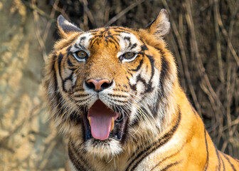 Tiger. Tiger head close-up on nature background. The wild nature. Zoo.