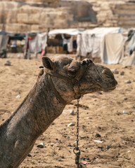 Side portrait from close up of the face of a camel or dromedary sitting on the sand in the middle...