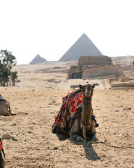 panoramic portrait of a camel or dromedary sitting on the sand in the middle of the desert. In the background you can see the Pyramids of Giza, including Cheops, Chephren and Mykerinos and mastabas.