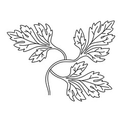 Parsley leaves black doodle line sketch isolated on white background. Doodle hand drawn vegetable icons. Vector illustration