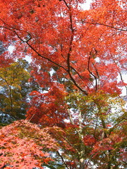 頭上を覆う赤・黄・緑のカラフルなモミジ【秋の京都】
