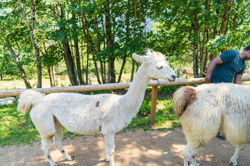 Les lamas dans un parc d'animaux à Gérardmer- Vosges  © nada12