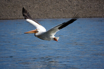 Grand Teton national park, lake, pelican fishing