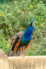 Obraz premium Pfau - Pavo cristatus