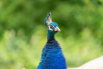 Pfau - Pavo cristatus