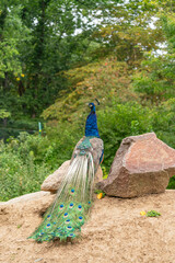 Obraz premium Pfau - Pavo cristatus