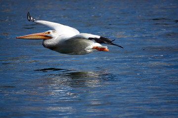 Grand Teton national park, lake, pelican fishing