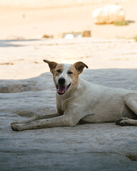 portrait of a stray dog, dirty and disheveled at the pyramids of gizza, egypt. The dog is between the shade and the sun. 
