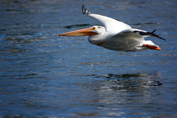 Grand Teton national park, lake, pelican fishing