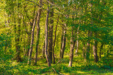 Morning sun beams in the summer forest