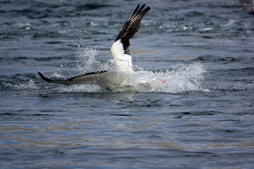 Grand Teton national park, lake, pelican fishing
