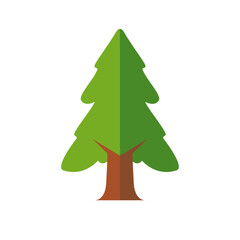 2d flat pine tree vector illustration, spruce tree colored icon vector art isolated on a white background