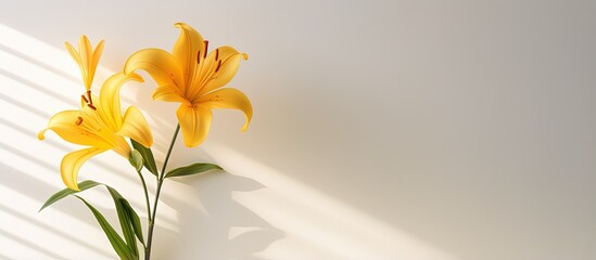 Stylish concept for bloggers featuring a stunning yellow lily casting vibrant shadows on a white wall