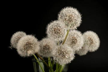 Blow ball of dandelion flower isolated on black background