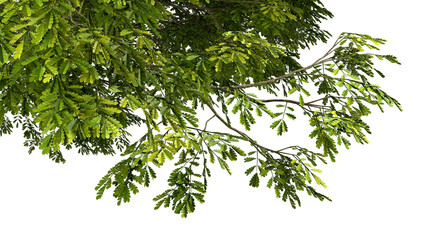 Isolate green tree branch leafs corner composition 3d illustration png