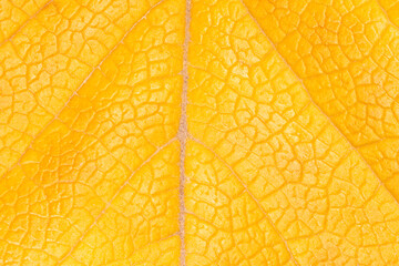 autumnal background: close up of dry orange leaf texture