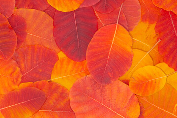 abstract autumnal background: heap of colorful dry leaves