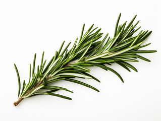 Fototapeta premium branch of rosemary on white background