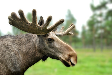 Close up moose