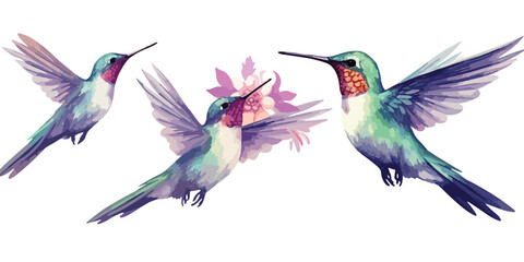 watercolor Hummingbird clipart for graphic resources